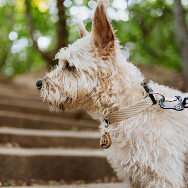 pets-img pets-img