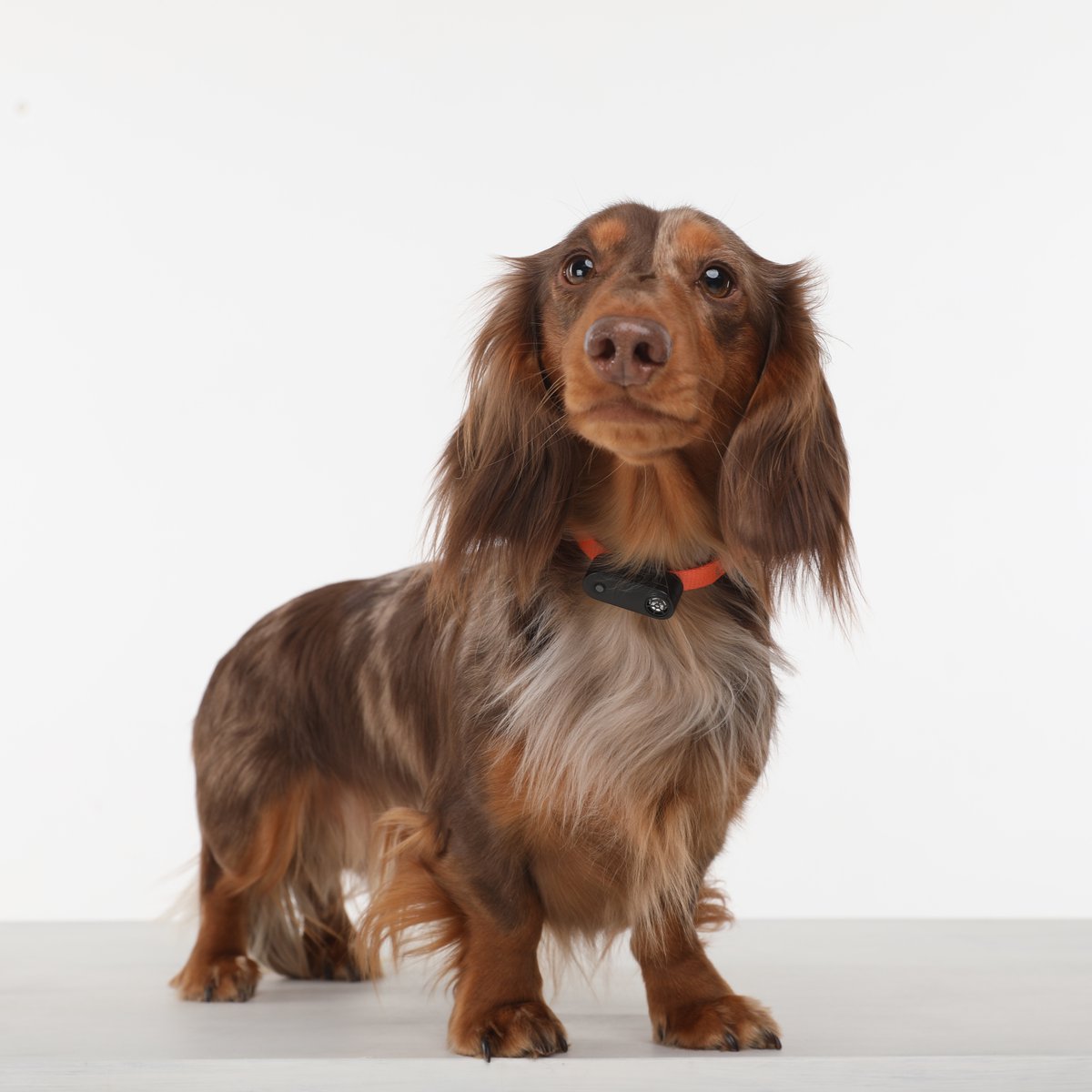 pets-img pets-img